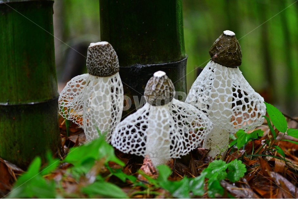 fungus,진균류,plant,버섯,포자,망태버섯,하얀망태버섯,독버섯,자연,식물,소나무숲,여름,대나무,대나무밭