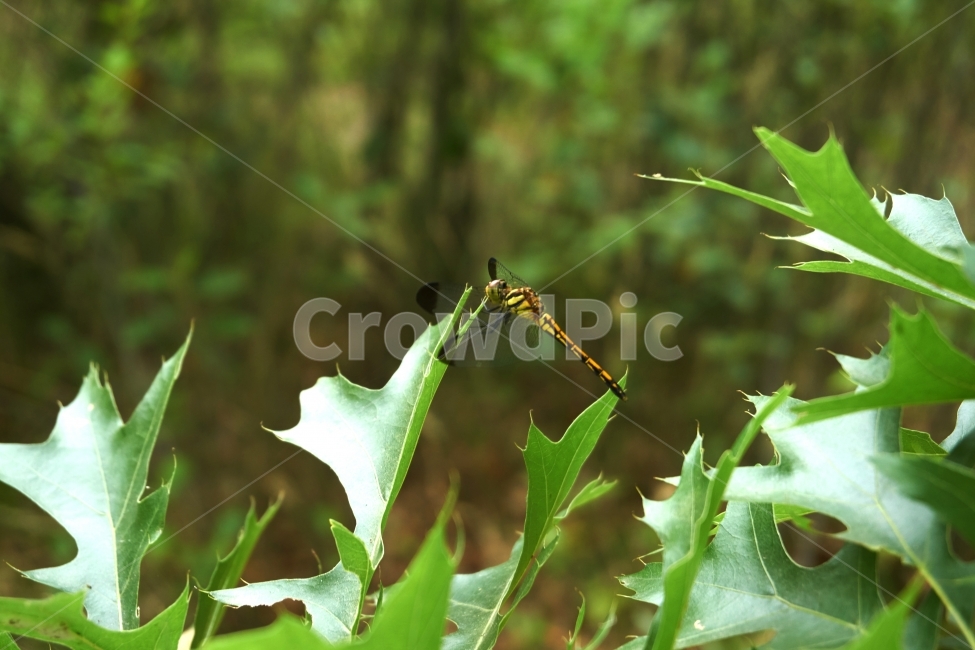 잠자리,나뭇잎,앉아있다,자연,여름,곤충,벌래,날개,dragonfly,insect,bug,깨끗한,상쾌한,봄,숲,땅,푸른,풀,동물,animal,곤충,벌레,insect,bug
