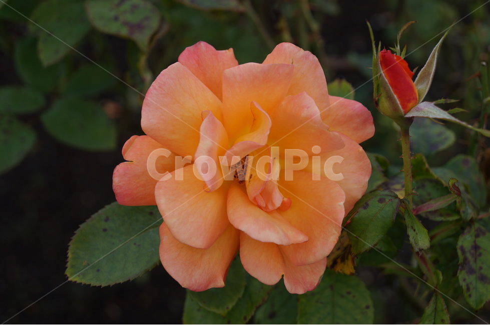 장미,로즈,rose,식물,꽃,flower,살구색,식물,자연,plants,nature,꽃,flower