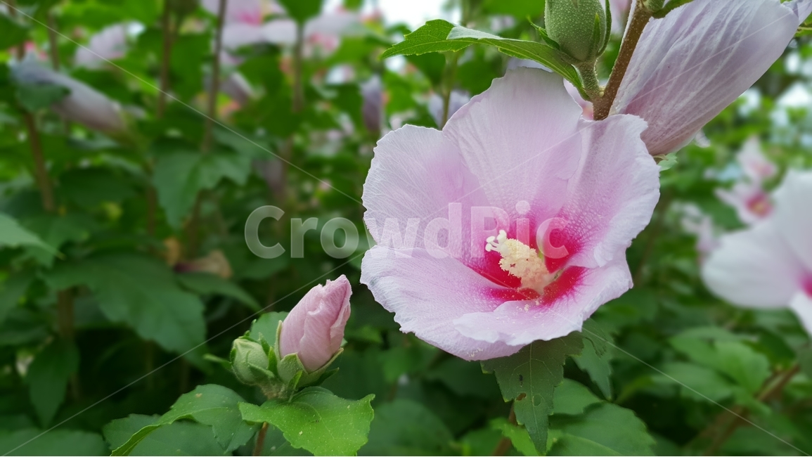 무궁화,식물,자연,꽃,여름,초록,한국,대표,나라꽃,green,nature,flower,국화,7월,8월,9월,대한민국,식물,자연,plants,nature,꽃,flower
