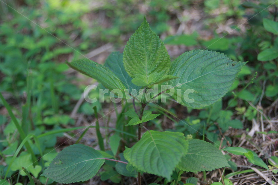 야생깻잎,초록,잎,leaf,plant,식물,식물,자연,plants,nature