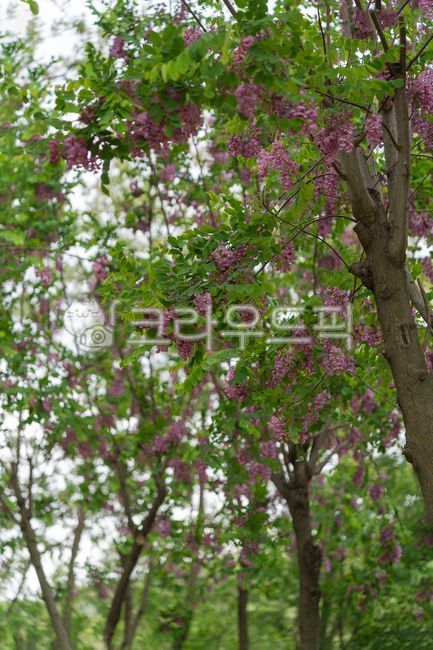 꽃아까시나무,아카시아나무,보라색아카시아꽃,자연,나무