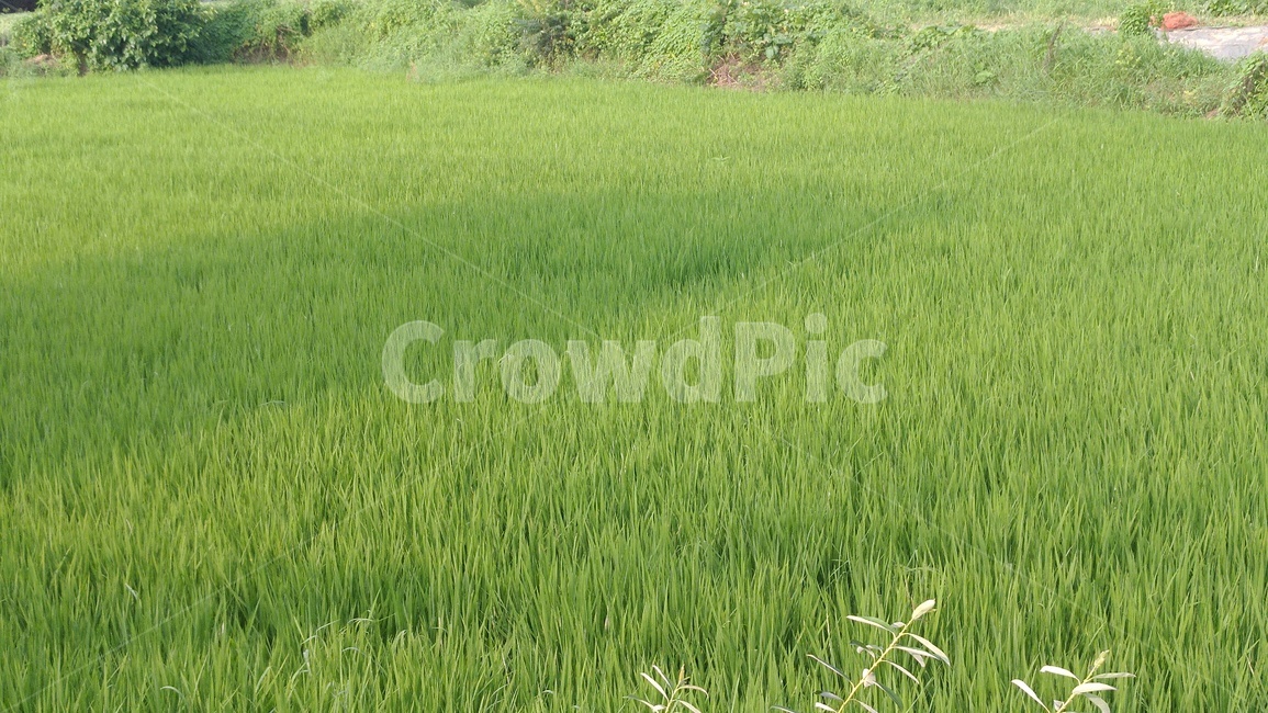 논,벼,배경,초록,푸른,여름,녹색