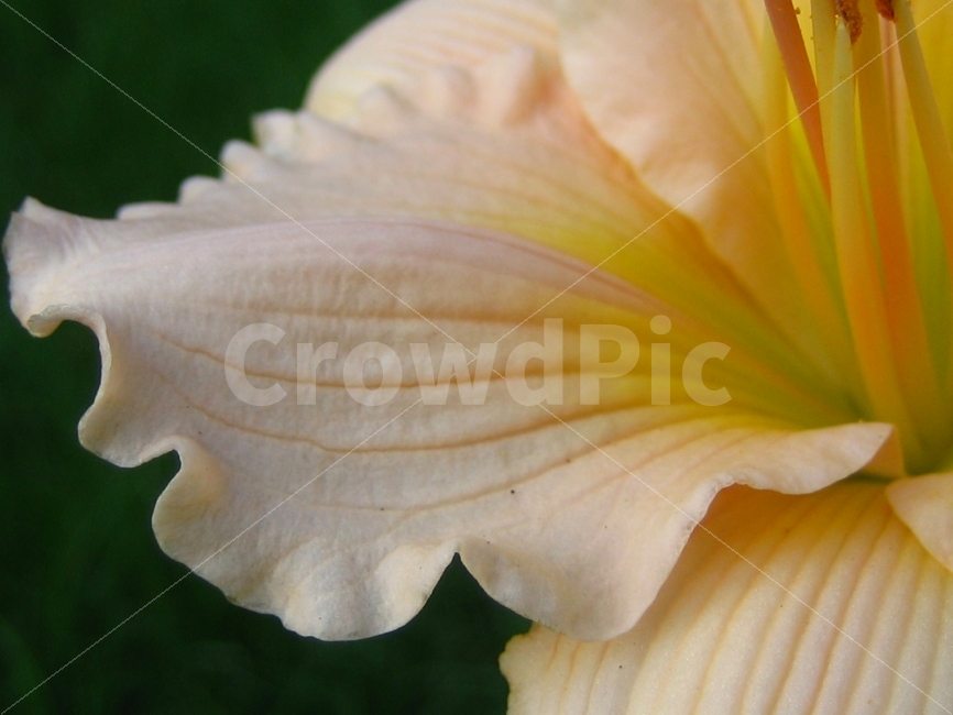 꽃,신비,고고함,식물,흔적,애틀란타,식물,자연,plants,nature,꽃,flower