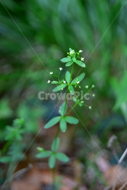 참갈퀴덩굴,야생화,꽃,생태,식물,자연,들꽃,산꽃,봄,감성,힐링,플라워,계절,시즌,wild,Flower,plants,nature,spring,season,배경,풀,초본,연노란색,식물,자연,plants,nature,꽃,flower
