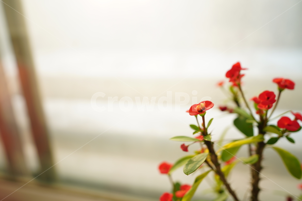 꽃,화분,취미,가지,나무,잎,색감,컬러,감성,생명,식물,느낌,레드,red,flower,꽃,flower,실내용화초,화분,화초,house plant
