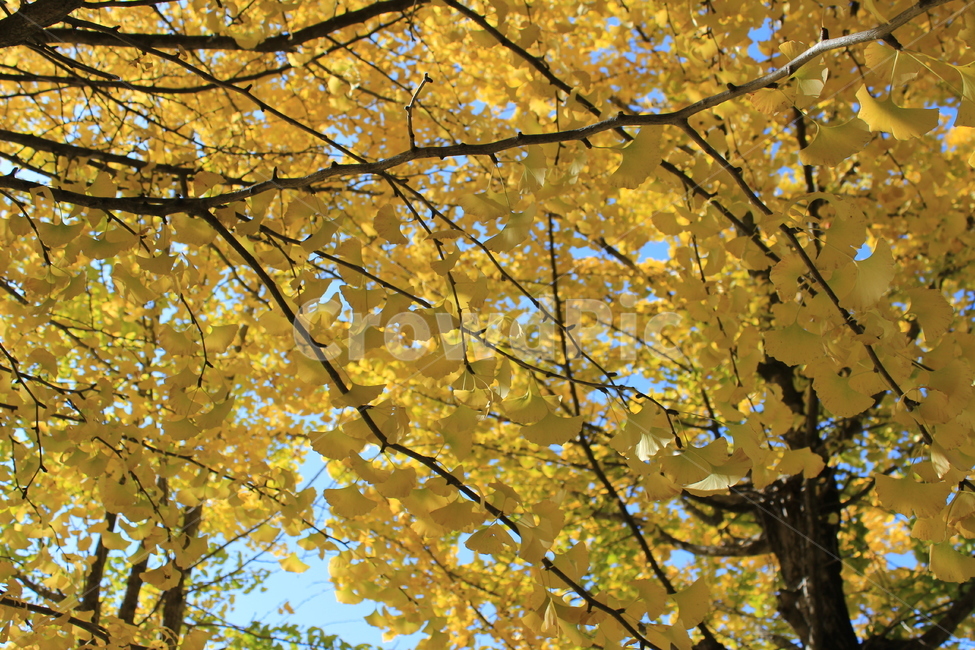 은행나무,은행잎,노란색,가을단풍,leaf,가을,계절,fall,autumn,season,식물,자연,plants,nature,나무,trees,wood,plant,잎,tree