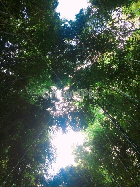 하늘,숲,나무,위,풍경,자연,풍경,nature,landscape,sunlight,햇빛,light,빛,flare,플레어,plant,식물