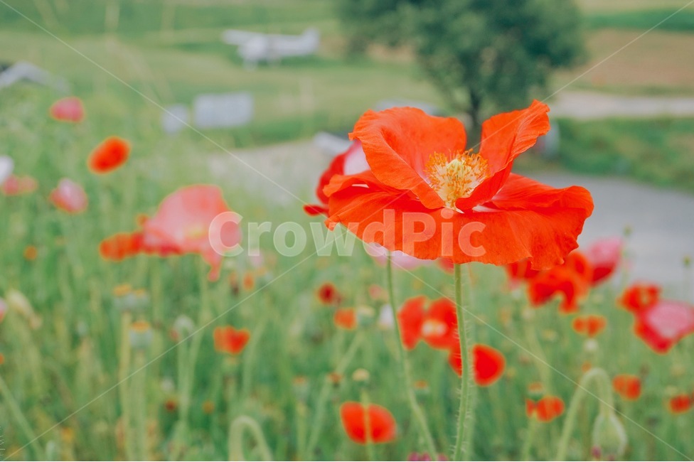 양귀비,꽃,양귀비꽃,함안,함안둑방길,자연,하늘,식물,자연,plants,nature,꽃,flower,감성,sensible,feeling,색깔,색상,색채,색감,color sense,color sensitivity,feeling of color