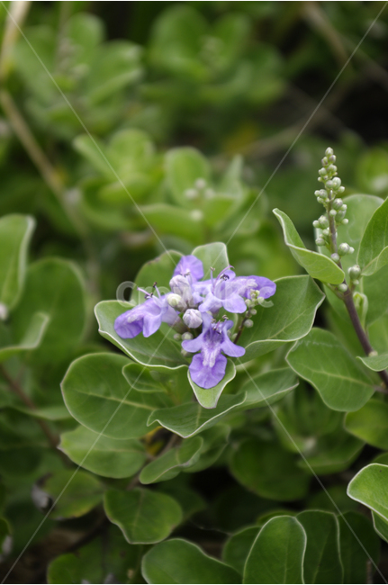 숨비기,꽃,식물,flower,초록,식물,자연,plants,nature,꽃,flower