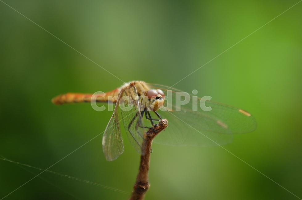 잠자리,휴식,곤충,dragonflies,가을,동물,animal,곤충,벌레,insect,bug