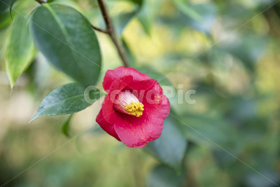 꽃,동백,겨울꽃,동백꽃,식물,이화원,식물원,꽃,flower