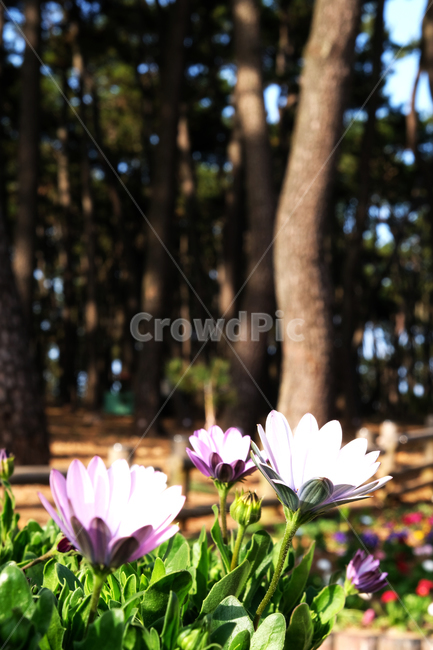 봄꽃,꽃배경,beautiful,blooming,flowerbackground,garden,green,leaf,nature,outfocus,park,season,spring,분홍색꽃,소나무배경,식물,자연,plants,nature,꽃,flower