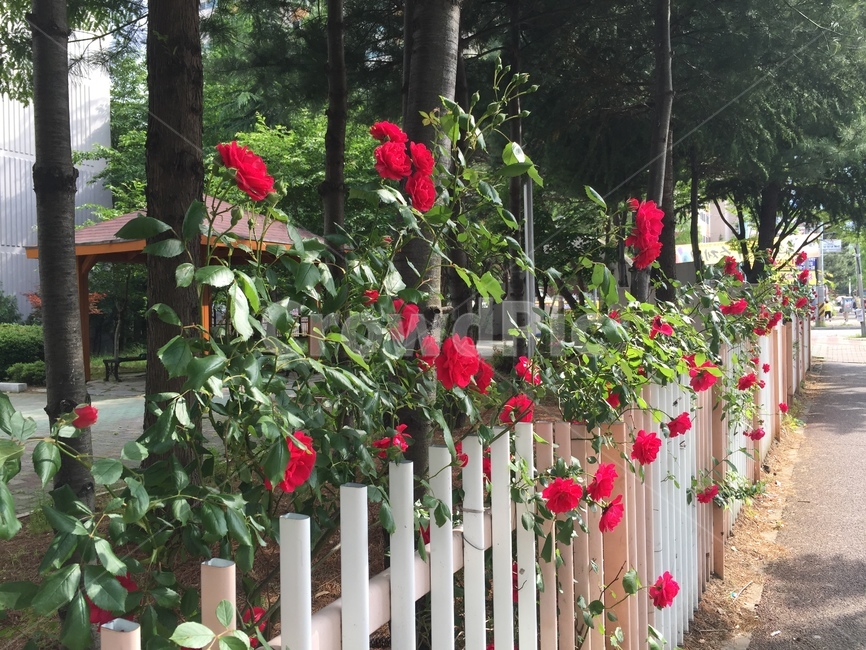 rose,장미,flower,bloom,꽃,자연,nature,풍경,scenery,landscape,outdoors,옥외
