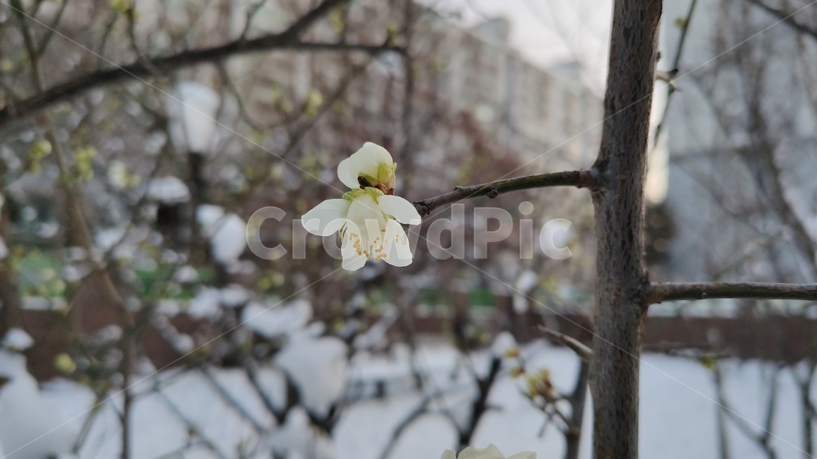 청매화,매화나무,매실나무,매화,매화꽃,봄꽃,장미과,plant,식물,flower,blossom,꽃,식물,자연,plants,nature,꽃,flower