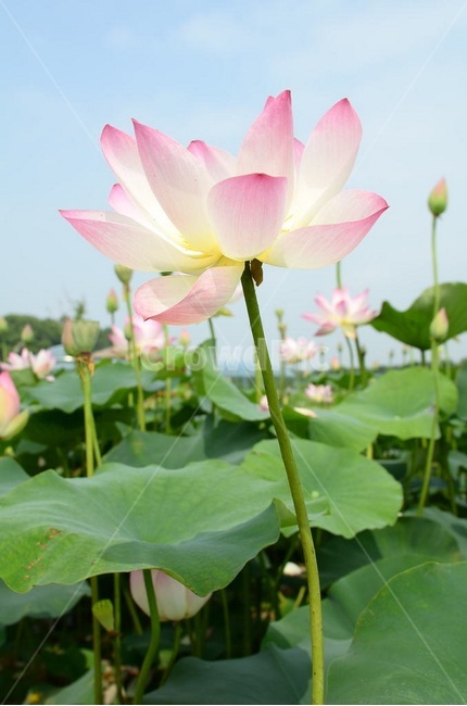 연꽃,연잎,자연,꽃,식물