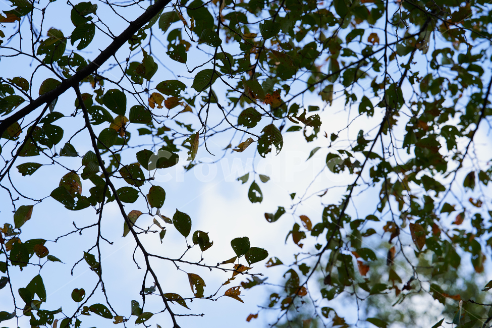 plant,식물,leaf,잎,tree,나무,하늘,자연,식물,자연,plants,nature,나무,trees,wood