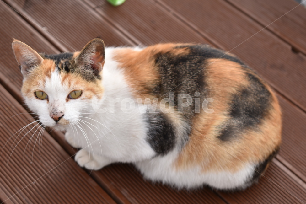 고양이,동물,pet,포유류,mammal,animal,동물,animal,포유류,mammal,고양이,cat,kitten,kitty