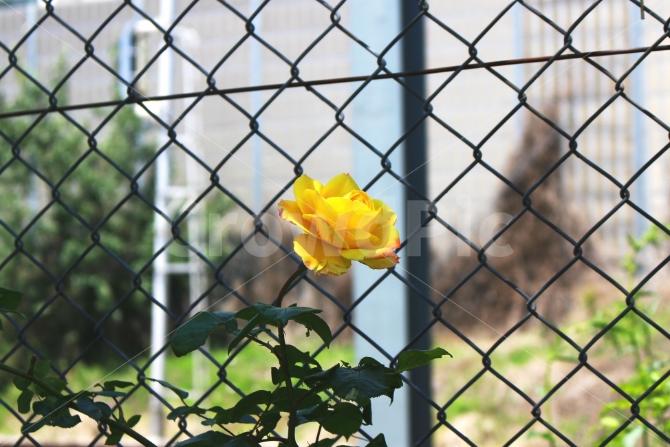 장미,노란장미,색감,봄,로즈,감성사진,flower,rose,flowers,spring,yellow,color,풍경사진,ROSE,FLOWER,꽃,식물,자연,plants,nature,꽃,flower