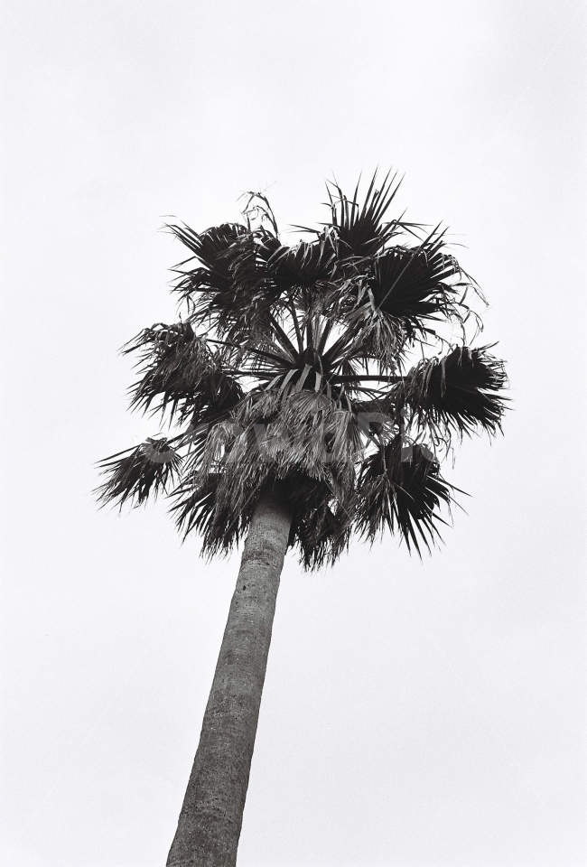 제주도,흑백사진,야자나무,여름,나무,식물,자연,plants,nature,흑백,모노톤,monochrome,black and white