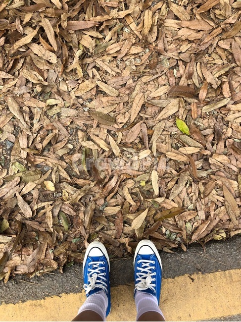 가을,신발,컨버스,감성,학생,청춘,마음,하교,창의,가을,계절,fall,autumn,season,wood,나무