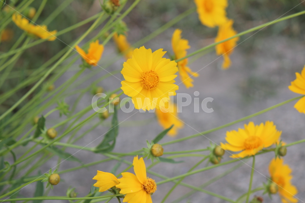 노란,꽃,길,봄,여름,햇살,식물,자연,plants,nature,꽃,flower