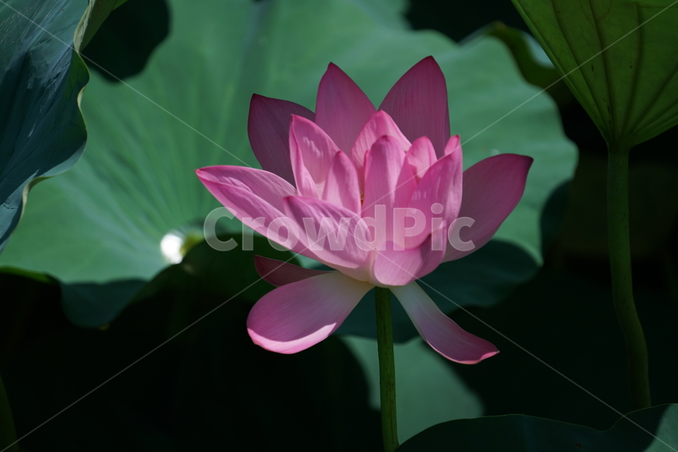 연꽃,수생식물,연속,수련과,불교,연,식물,flower,꽃,백합,식물,자연,plants,nature,꽃,flower