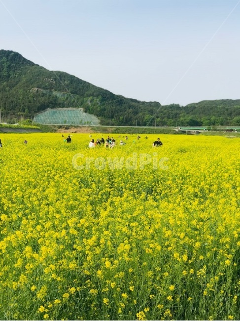 유채꽃,축제,꽃,풍경,하늘