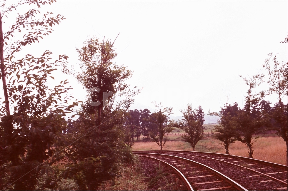 나무,레일바이크,레일,풀,자연