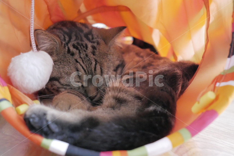 고양이,개냥이,애교,표정,얼굴,호기심,동물,귀여운,동물,animal,포유류,mammal,고양이,cat,kitten,kitty