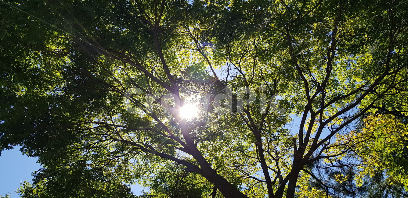 light,빛,flare,플레어,햇빛,식물,자연,plants,nature,나무,trees,wood