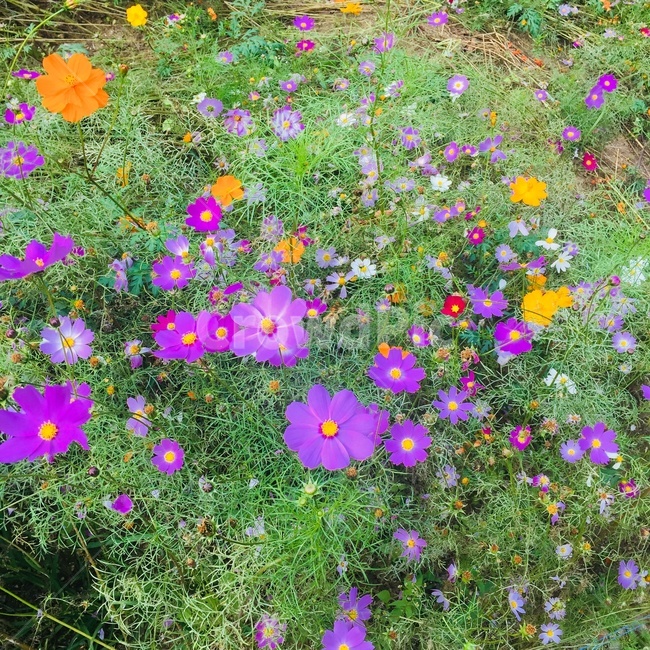 꽃,코스모스,보라꽃,풀,잔디,가을,계절,fall,autumn,season,식물,자연,plants,nature,꽃,flower,plant,geranium,제라늄,blossom,petal,꽃잎