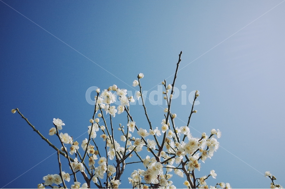 하늘,매화,봄,꽃,자연,봄,계절,spring,season,식물,자연,plants,nature,꽃,flower,감성,sensible,feeling,plant