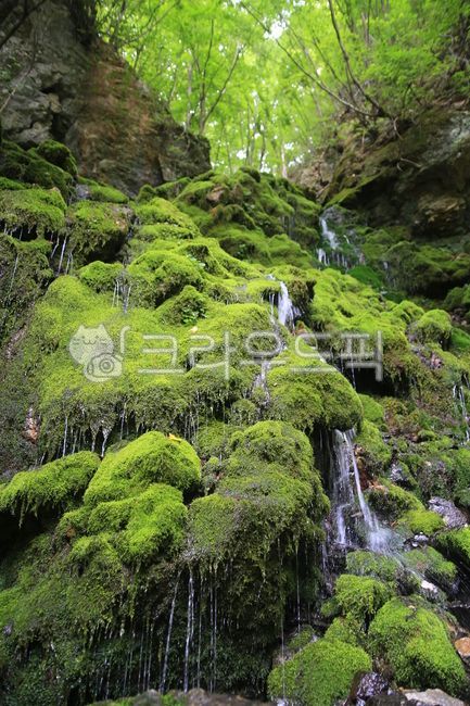 이끼, 자연, nature, moss, 물, 사진,이미지,일러스트,캘리그라피 - 스틴작가