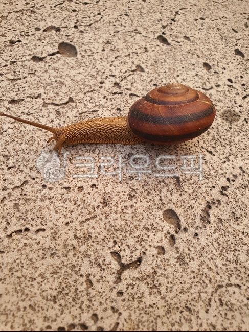 동물,animal,길거리,달팽이,snail