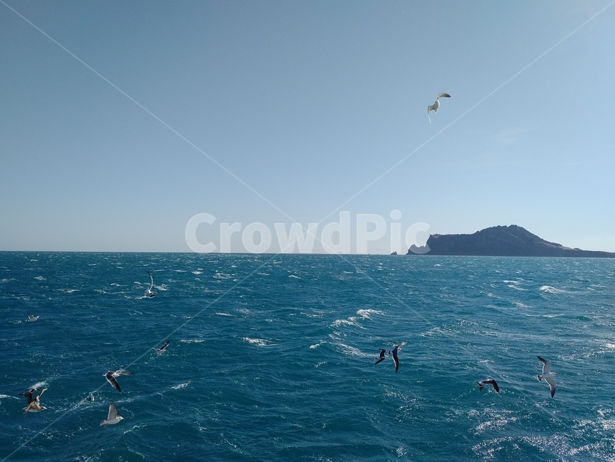 바다갈매기,해안선,파도,바다풍경,바다한복판,seagulls,sea,wave,ontheboat,horizon