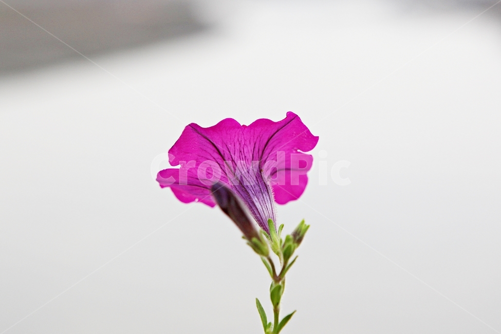 페튜니아,꽃,식물,꽃몽우리,여름꽃,식물,자연,plants,nature,꽃,flower
