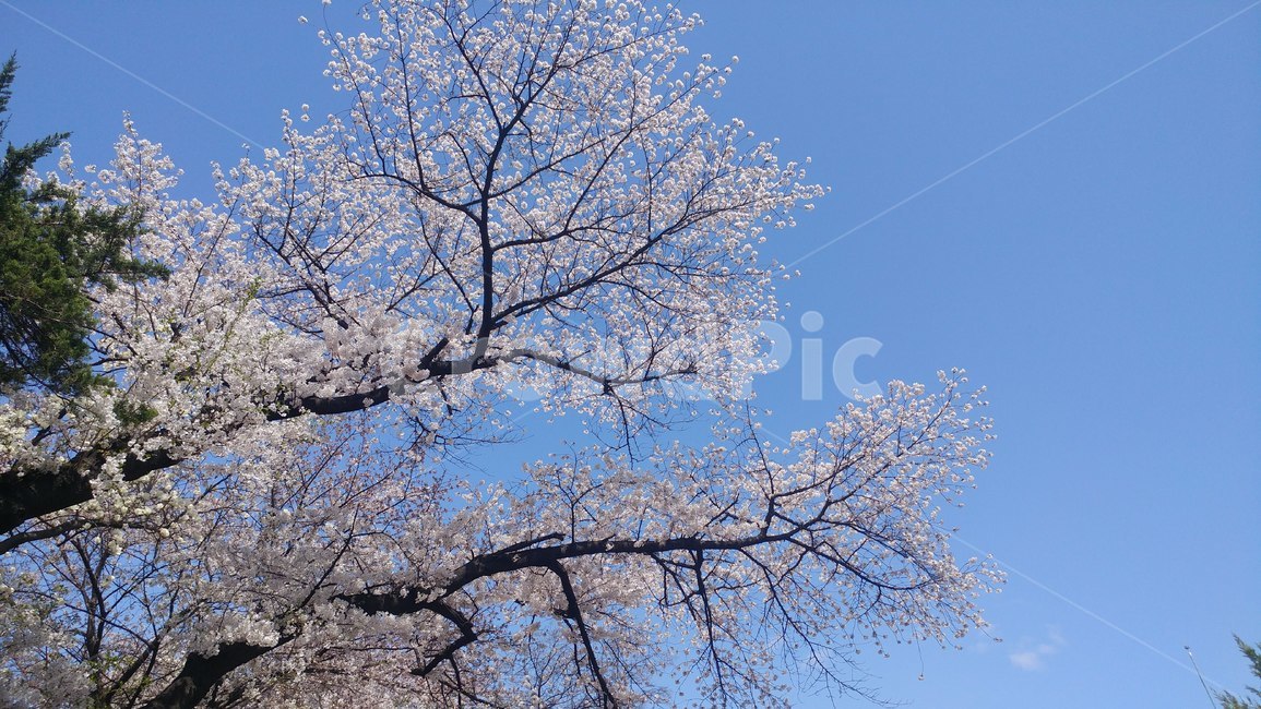 벚꽃,꽃,봄,벚나무,핑크,분홍,연분홍,계절,야외,자연,나무,휴일,나들이,아름다운,화사한,화려한,식물,봄날,꽃망울,cherryblossoms,blossoms,flowers,nature,tree,season,spring,봄,계절,spring,season,자연,풍경,nature,landscape,plant