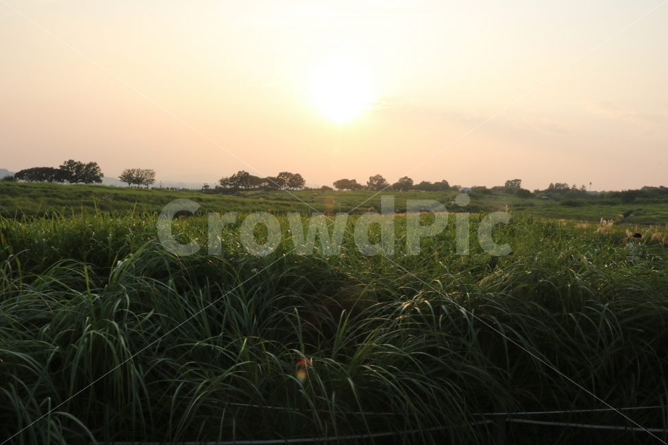 자연,풍경,노을,석양,힐링,자연,풍경,nature,landscape,grass,잔디,plant,식물,outdoors,옥외,field,들