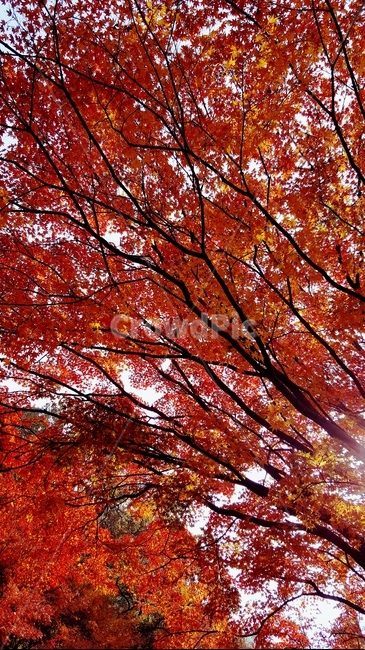 가을,단풍,내장산,fall,autumn,season,maple,잎,leaf,식물,plant,나무,tree,계절,자연,하늘,sky,가을,계절,fall,autumn,season,나무,trees,wood