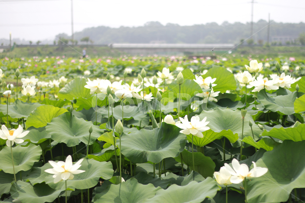 plant,식물,blossom,꽃,flower,lotus,연꽃,nature,자연,백련,식물,자연,plants,nature