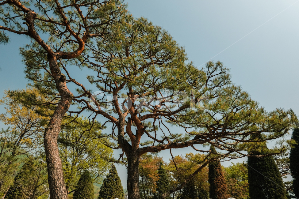 봄,나무,전나무,풍경,배경,녹색,소나무,아침,spring,tree,firtree,landscape,background,숲,forest