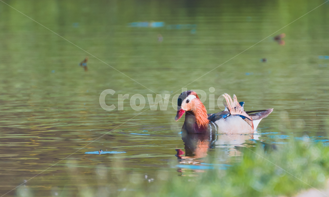 원앙,원앙수컷,mandarinduck,기러기목,오리과,동물,animal,조류,새,birds