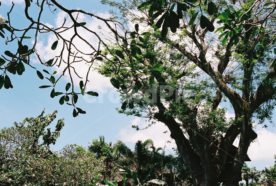 발리,우붓,숲속,나무,풍경,자연,식물,하늘,식물,자연,plants,nature