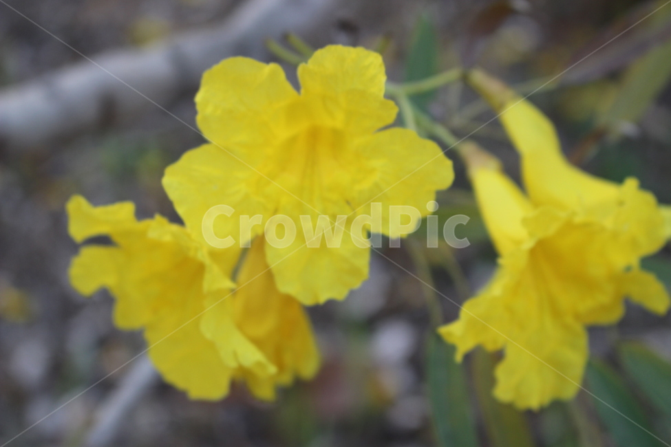 plant,식물,flower,꽃,blossom,꽃,flower