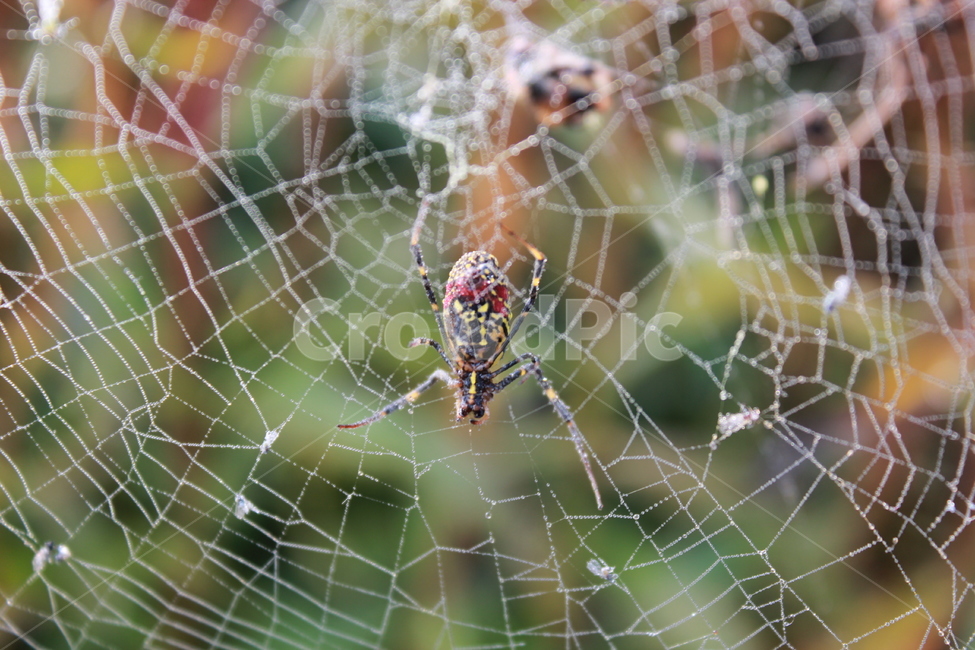거미,곤충,거미줄,자연,초록,spider,spidersweb,web,곤충,벌레,insect,bug