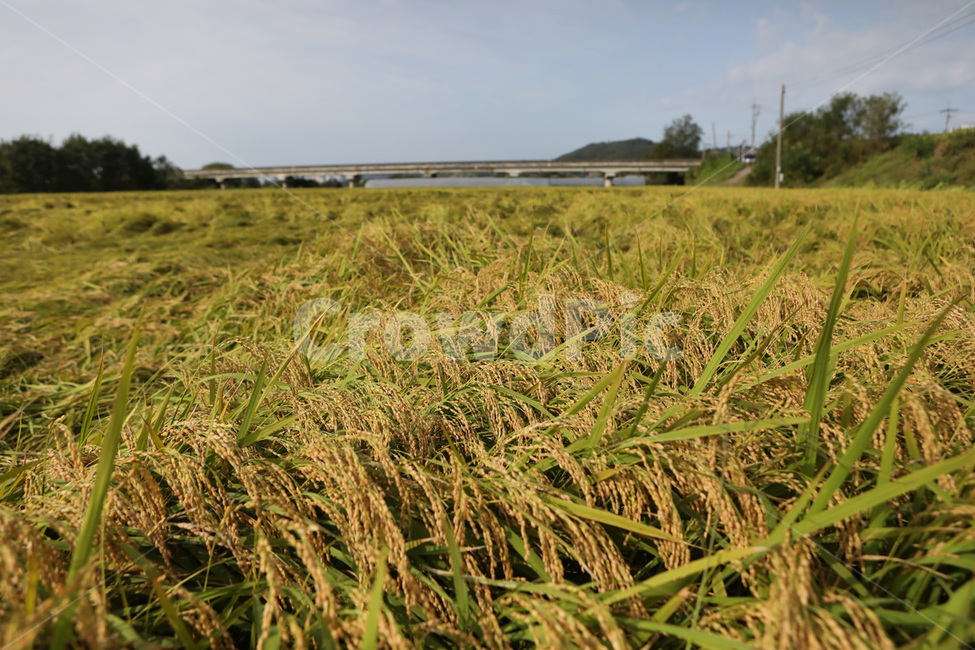 가을,벼,노랑,들력,경치,산업,industry,industrial,농업,농사,agriculture,farming,farming industry