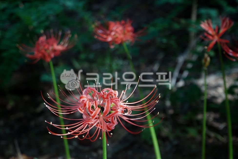 Liliaceae,A bunch of flowers,dog orchid,magnetized rock,perennial herb,poisonous plants,sewer line