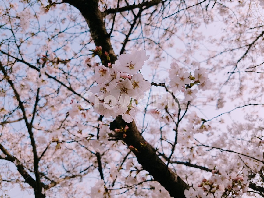 봄,벚꽃,봄꽃,벚꽃축제,분홍