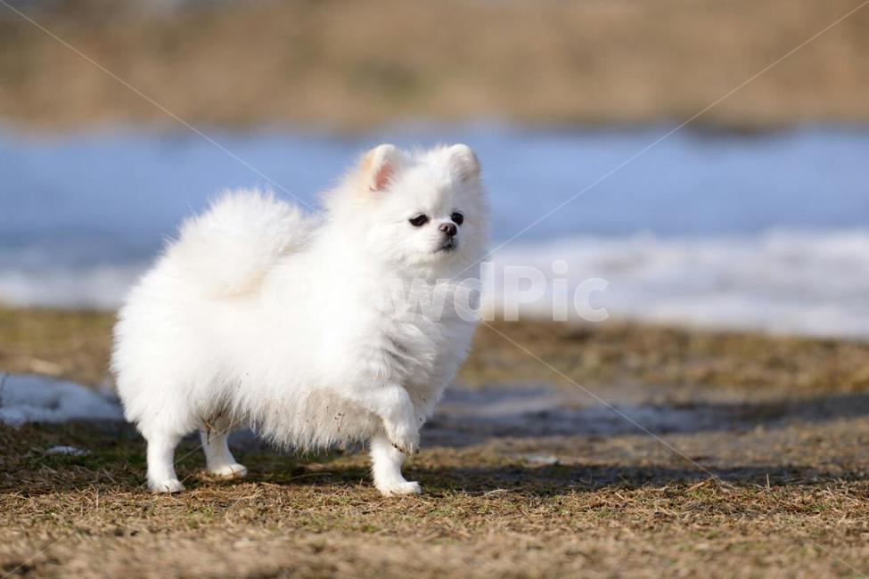 귀여운강아지,애견,흰털강아지,포메,이쁜강아지,강아지휴가,동물,animal,포유류,mammal,개,강아지,dog,doggy